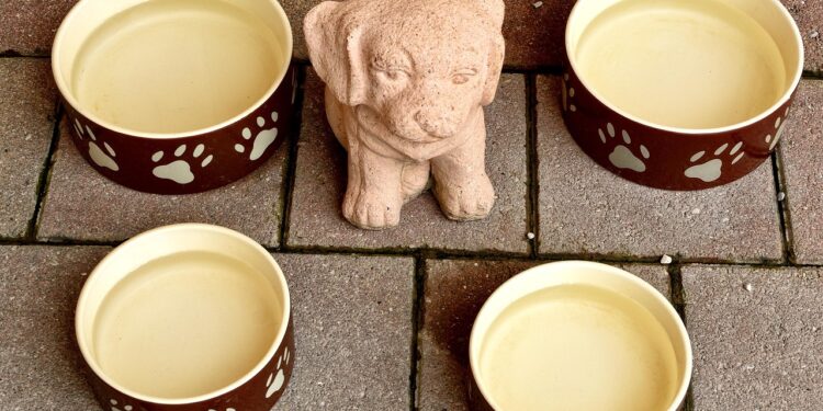 Discover the Best Dog Food for Sensitive Stomach and Skin Allergies: A Comprehensive Guide