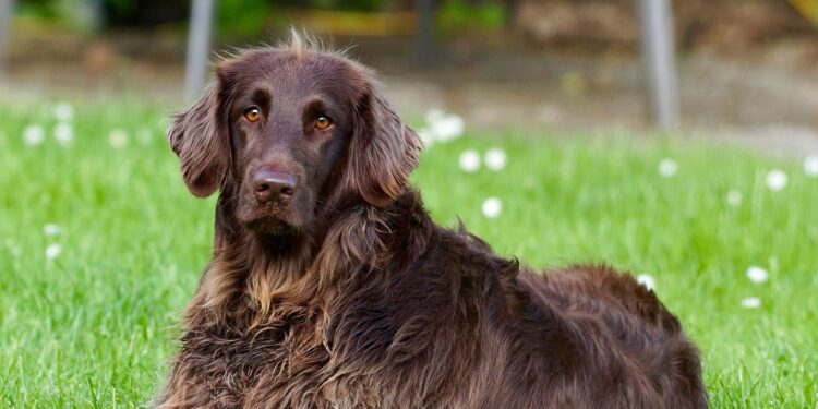 The Ultimate Guide to Choosing the Perfect Dress for Your Dog