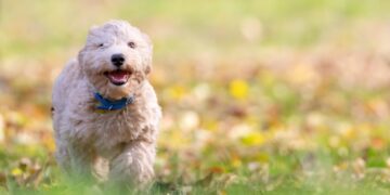 Unlocking the Secrets to Dog Tips for Care: A Comprehensive Guide