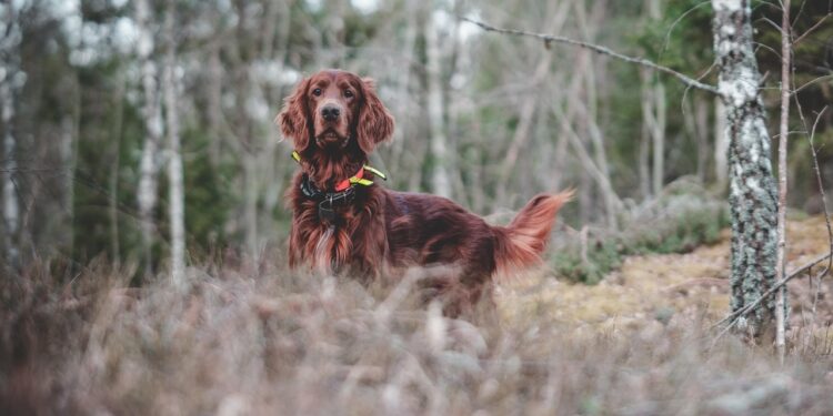 Mastering Dog Potty Training Near Me: Strategies for Busy Pet Owners