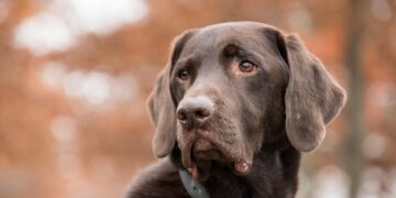 Why Does My Dog Tip Over Their Water Bowl? Unveiling the Mystery
