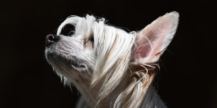 Discover the Best Dog Breeds for Family Pets: A Guide to Perfect Companions
