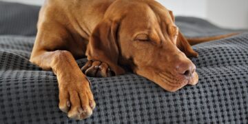 Top Picks for the Best Apartment Dogs That Don't Shed: Find Your Perfect Match