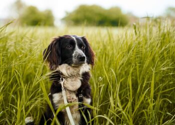 The Benefits and Risks of Using Retractable Leashes for Dogs