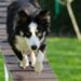 Top Tips for Effective Dog Potty Training Near Me: A Guide