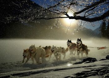 How Dog Health Food Boosts Energy and Vitality