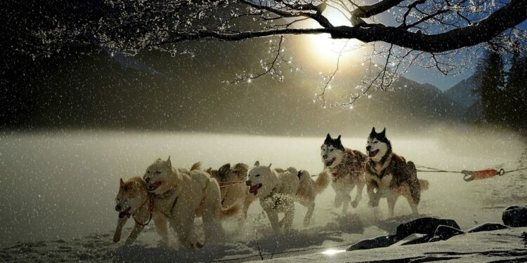 How Dog Health Food Boosts Energy and Vitality