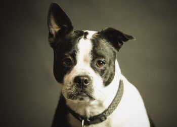 Unleashing Success: Simple Steps to Master Dog Behavior Training