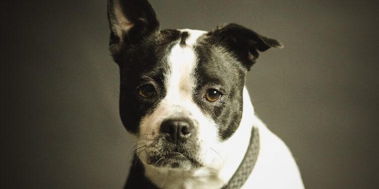 Unleashing Success: Simple Steps to Master Dog Behavior Training