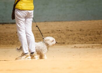 Mastering the Walk: Top Harness Options for Dogs That Pull