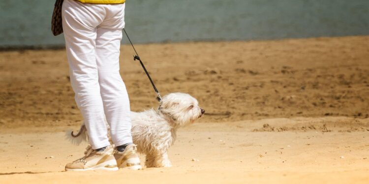 Mastering the Walk: Top Harness Options for Dogs That Pull