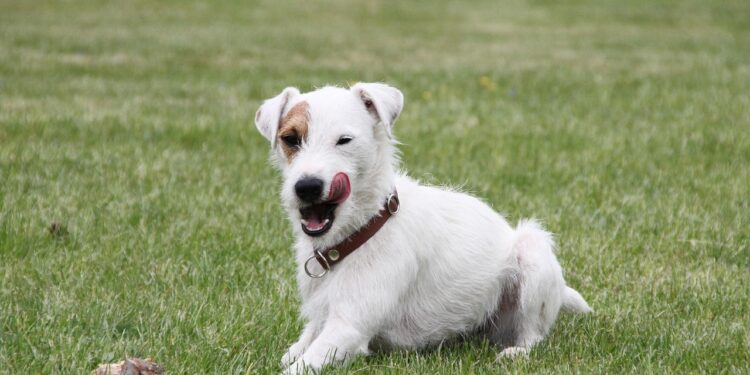 Discover the Best Food for Older Dogs with No Teeth: Soft Options That Your Pet Will Love