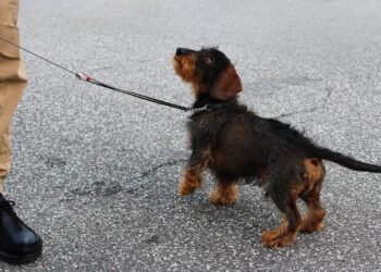 How Dog Socialization Classes Can Transform Your Shy Pup into a Confident Companion