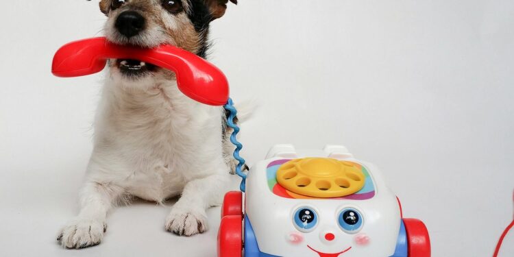 Splash Into Fun: Choosing the Best Dog Water Toys for Your Pup