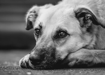 Discover the Best Dog Breeds for Families With Kids: A Tail-Wagging Guide