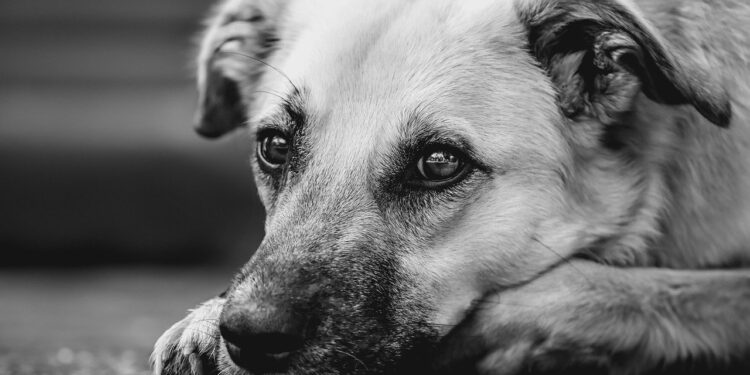 Discover the Best Dog Breeds for Families With Kids: A Tail-Wagging Guide