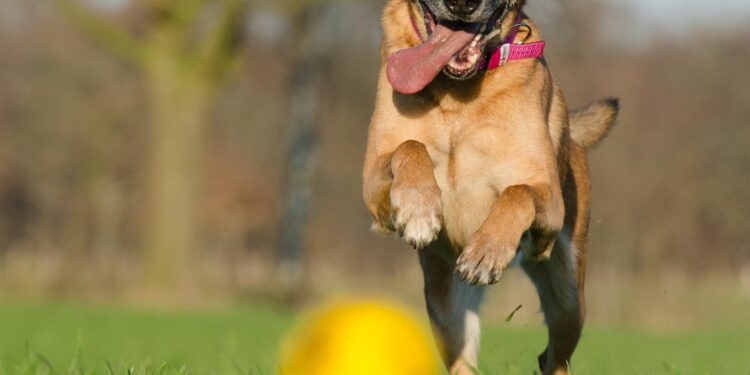 Tips for Choosing the Best Plush Dog Toys for Your Furry Friend