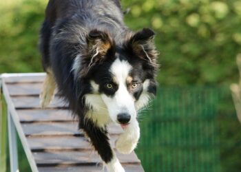 Unlocking Emotional Support: Find Therapy Dog Training Near Me