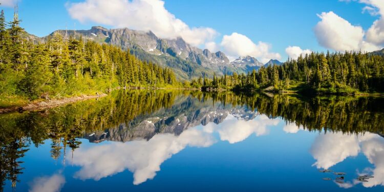 Unlock Your Dog's Best Health: Choosing the Best Dog Food for Weight Loss