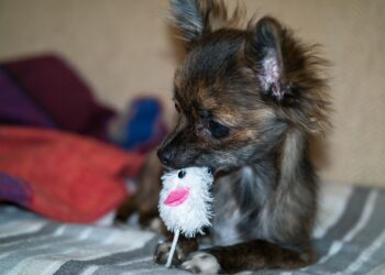Unlocking the Joy: The Ball With Dog as the Ultimate Pet Companion
