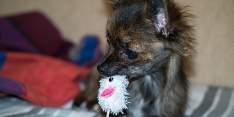 Unlocking the Joy: The Ball With Dog as the Ultimate Pet Companion