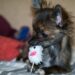 Unlocking the Joy: The Ball With Dog as the Ultimate Pet Companion