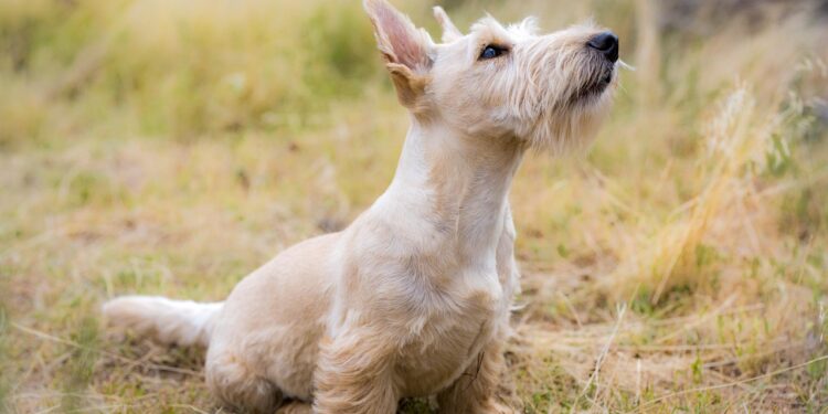 Is Your Dog Tipping Over Their Water Bowl? Here are Surprising Reasons Why