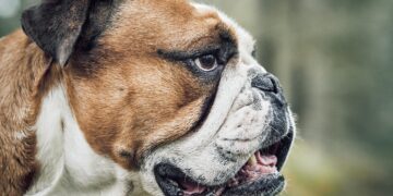 Need Personal Space? Explore the Best Apartment Dogs That Can Be Left Alone