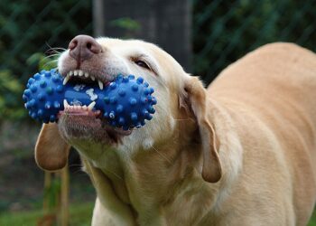 Unleash Fun: Top Picks for Dog Water Toys This Summer