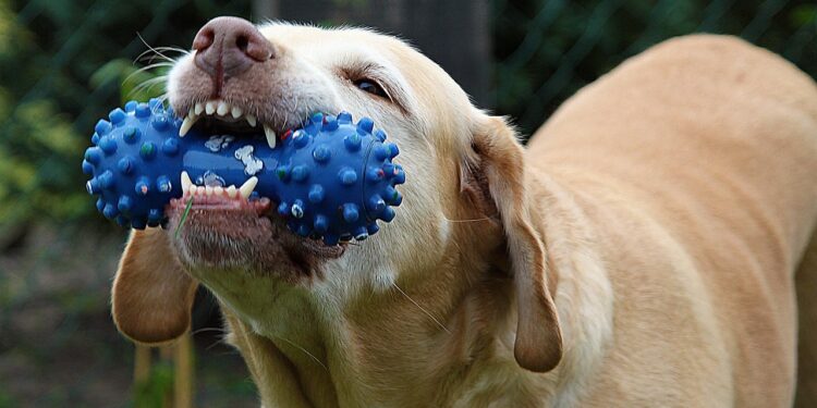 Unleash Fun: Top Picks for Dog Water Toys This Summer