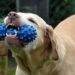 Unleash Fun: Top Picks for Dog Water Toys This Summer