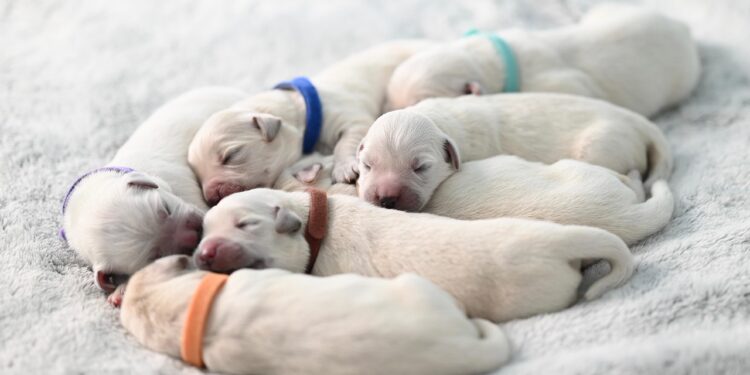 Why Small Hypoallergenic Dogs Easy to Train Are Ideal for Busy Pet Owners