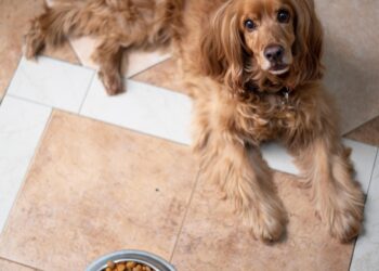 Top Secrets to Choosing Dog Food for Picky Eaters