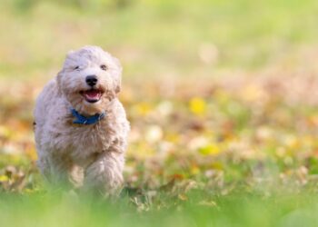 Top Benefits of Dog Health Food for Your Furry Friend