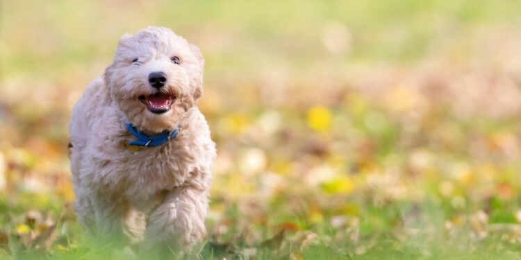 Top Benefits of Dog Health Food for Your Furry Friend