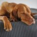 Maximize Your Dog's Happiness: The Ultimate Guide to Dog Wellness