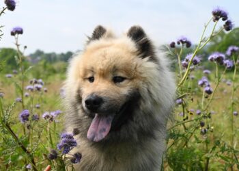 How to Choose the Best Apartment Dogs Medium Breeds for Urban Living