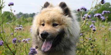 How to Choose the Best Apartment Dogs Medium Breeds for Urban Living