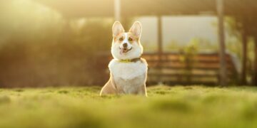 Top Tips for Raising the Best Apartment Dogs Medium-Sized in Small Spaces