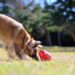 How to Choose the Perfect Ball for Your Dog's Health and Happiness