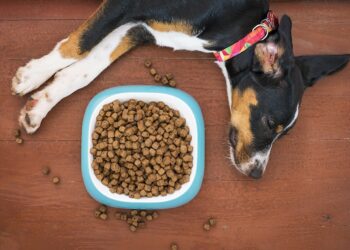 Top Choices for the Best Dog Food for Puppies Small Breed: What You Need to Know