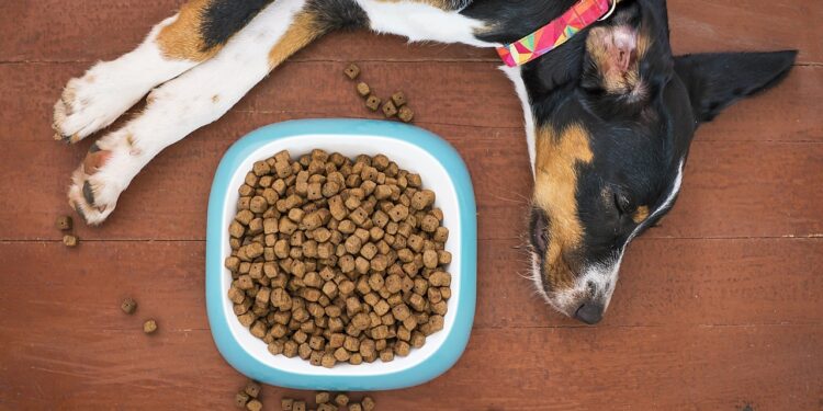 Top Choices for the Best Dog Food for Puppies Small Breed: What You Need to Know