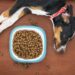 Top Choices for the Best Dog Food for Puppies Small Breed: What You Need to Know