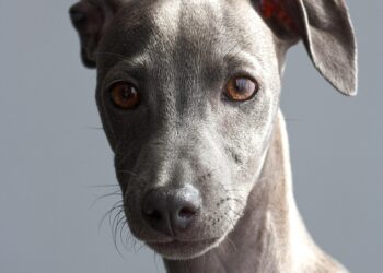 Mastering Dog Tips for Care: Essential Advice for Every Owner