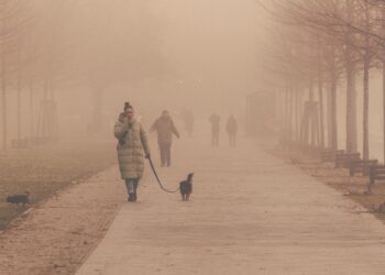 Unleashing Freedom: A Guide to Choosing the Right Dog Leash