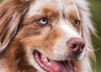 Discover the Charm of Medium-Sized Dog Breeds with Curly Tails: A Comprehensive Guide