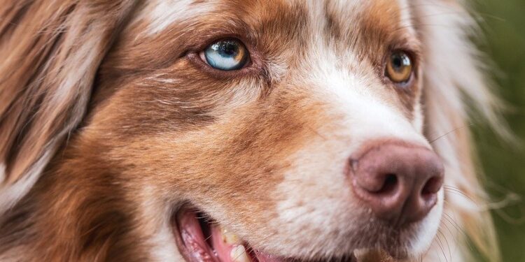 Discover the Charm of Medium-Sized Dog Breeds with Curly Tails: A Comprehensive Guide