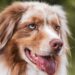 Discover the Charm of Medium-Sized Dog Breeds with Curly Tails: A Comprehensive Guide
