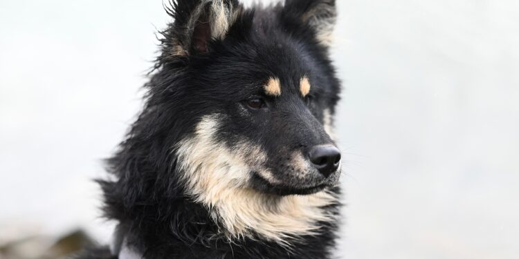 Essential Dog Tips for New Owners: Your Guide to a Happy Pet