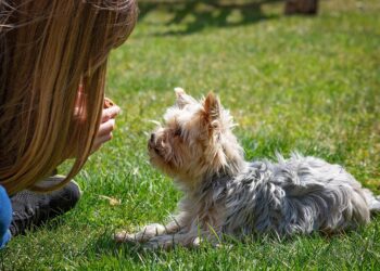 Unlock the Secrets of Dog Socialization Classes: A Guide to Happier